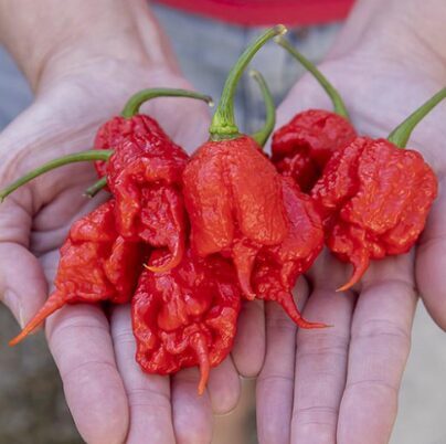 Čili pipars 'Carolina Reaper'